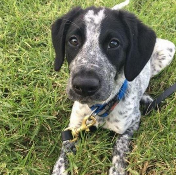 Screenshot 2017-03-17 at 11.33.22 AM.png