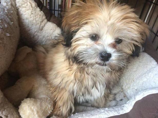 17796806_1487402137977981_5189009370343530527_n