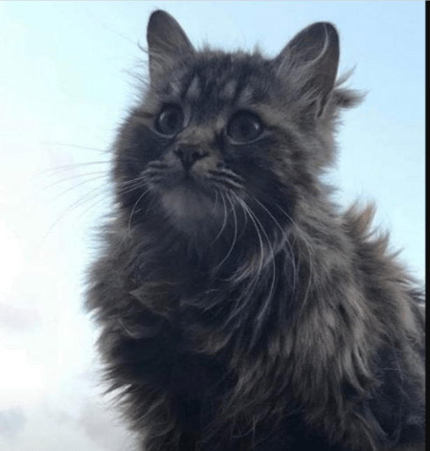 Screenshot 2018-07-30 at 11.20.36 AM