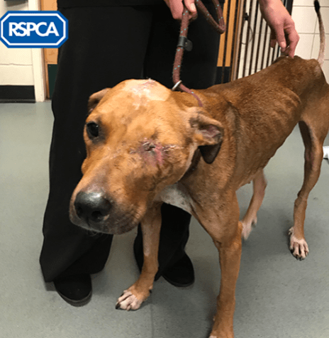 Screenshot 2018-09-03 at 1.21.40 PM