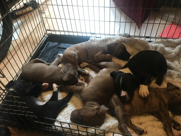 Recovered puppies.jpg