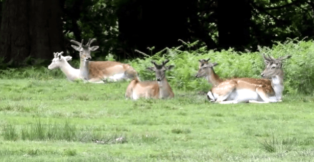 Screenshot 2019-08-24 at 12.42.54 PM