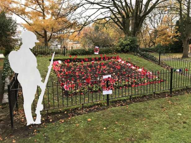 poppies in golden hill