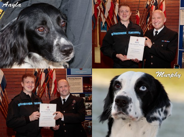 Dog Course Awards montage 2