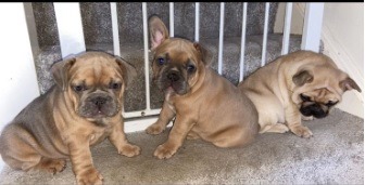 89053824_3009714855746694_4841695505836670976_n