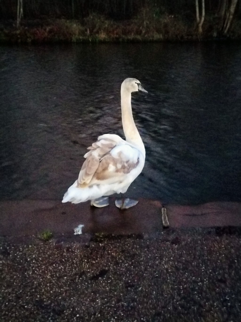 Be vigilant: 21 cases of bird flu in wild birds reported last&nbsp;month