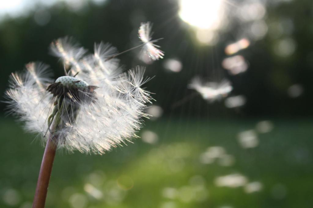 NHS: Helping Hayfever sufferers breathe easier this&nbsp;Summer