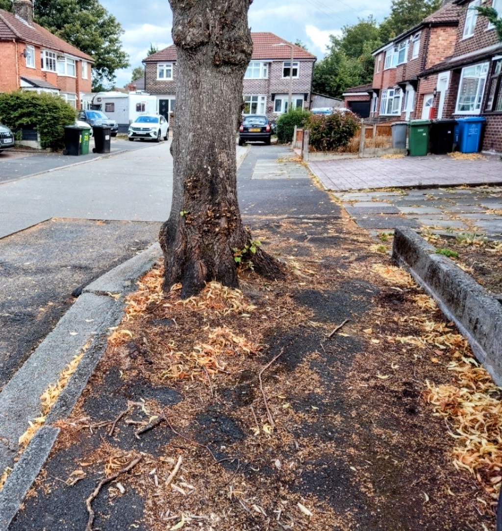Neighbours concerned as Tree Causes Damage to a Road in&nbsp;Urmston
